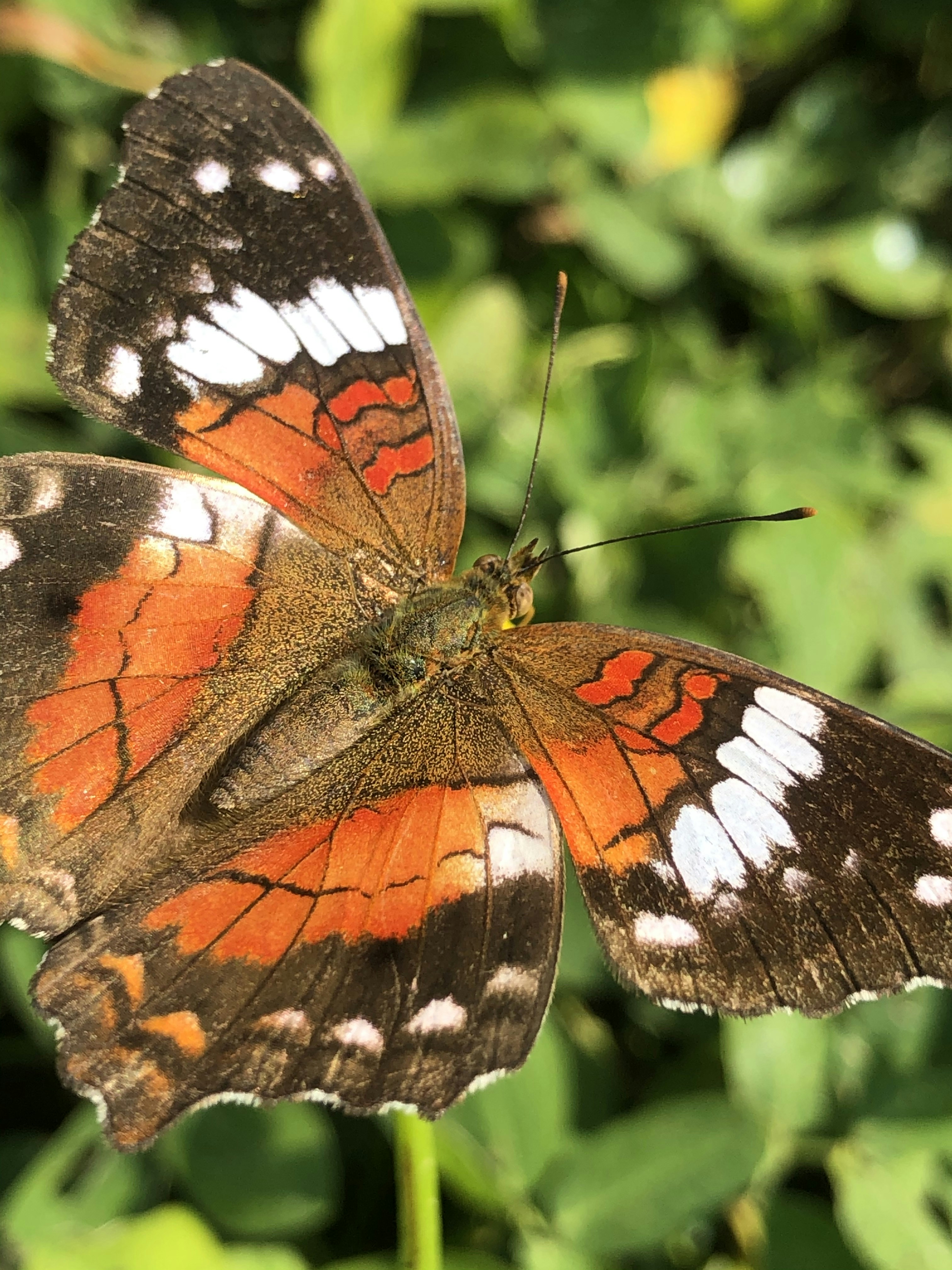 brown white and black butterfly on green plant