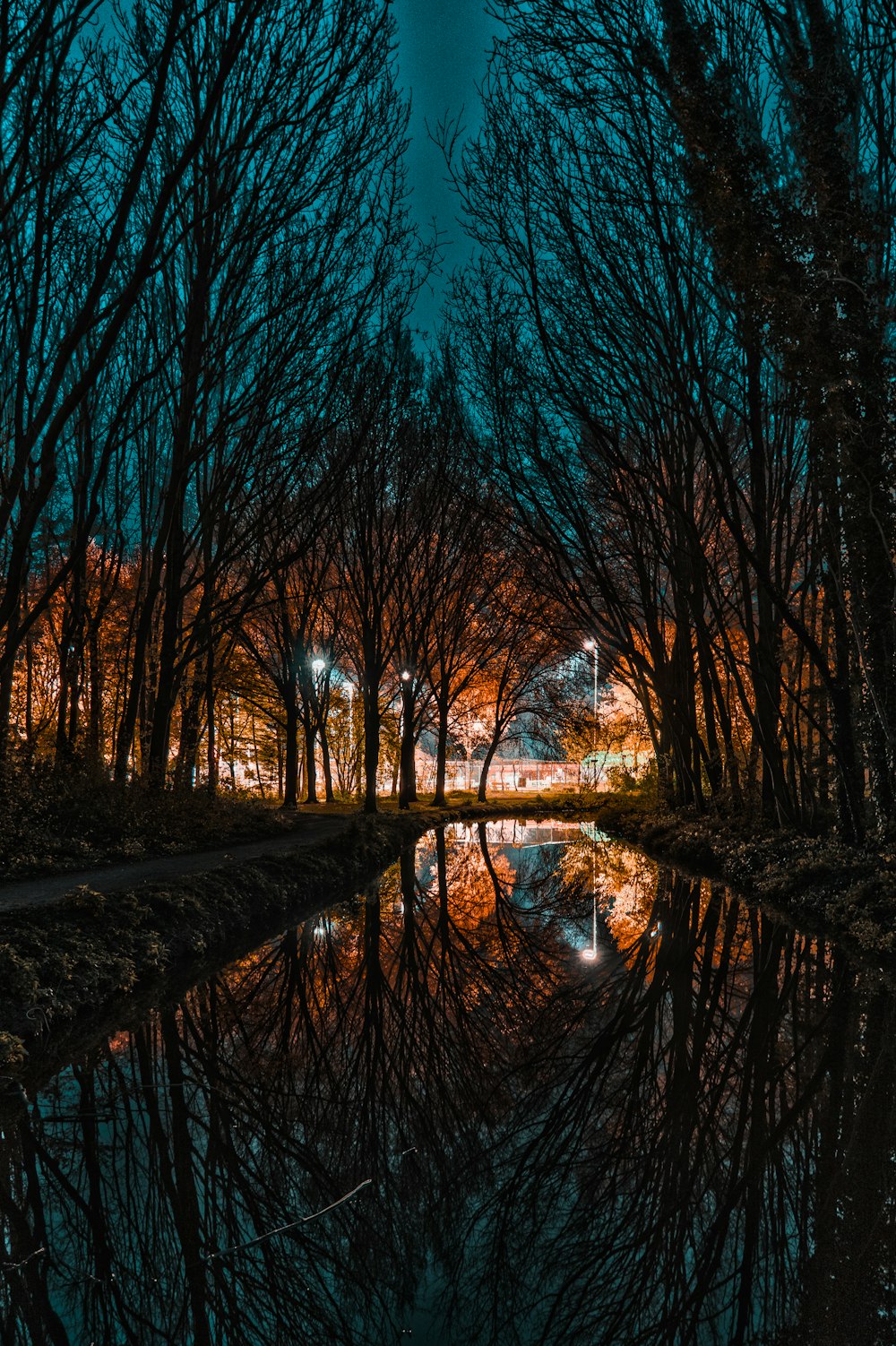 bare trees near river during night time