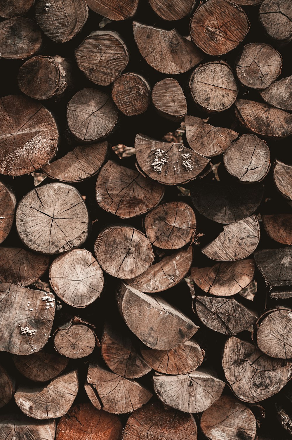 brown and black leaves on brown wooden log