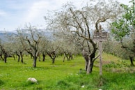 A verdant olive grove with rows of olive trees stretching into the distance. In the foreground, a wooden signpost displays directions to various locations. The ground is covered with lush grass and scattered wildflowers, creating a serene and picturesque landscape. The sky is overcast, with clouds casting a soft light over the scene.
