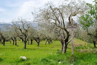 A verdant olive grove with rows of olive trees stretching into the distance. In the foreground, a wooden signpost displays directions to various locations. The ground is covered with lush grass and scattered wildflowers, creating a serene and picturesque landscape. The sky is overcast, with clouds casting a soft light over the scene.