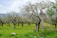 A verdant olive grove with rows of olive trees stretching into the distance. In the foreground, a wooden signpost displays directions to various locations. The ground is covered with lush grass and scattered wildflowers, creating a serene and picturesque landscape. The sky is overcast, with clouds casting a soft light over the scene.