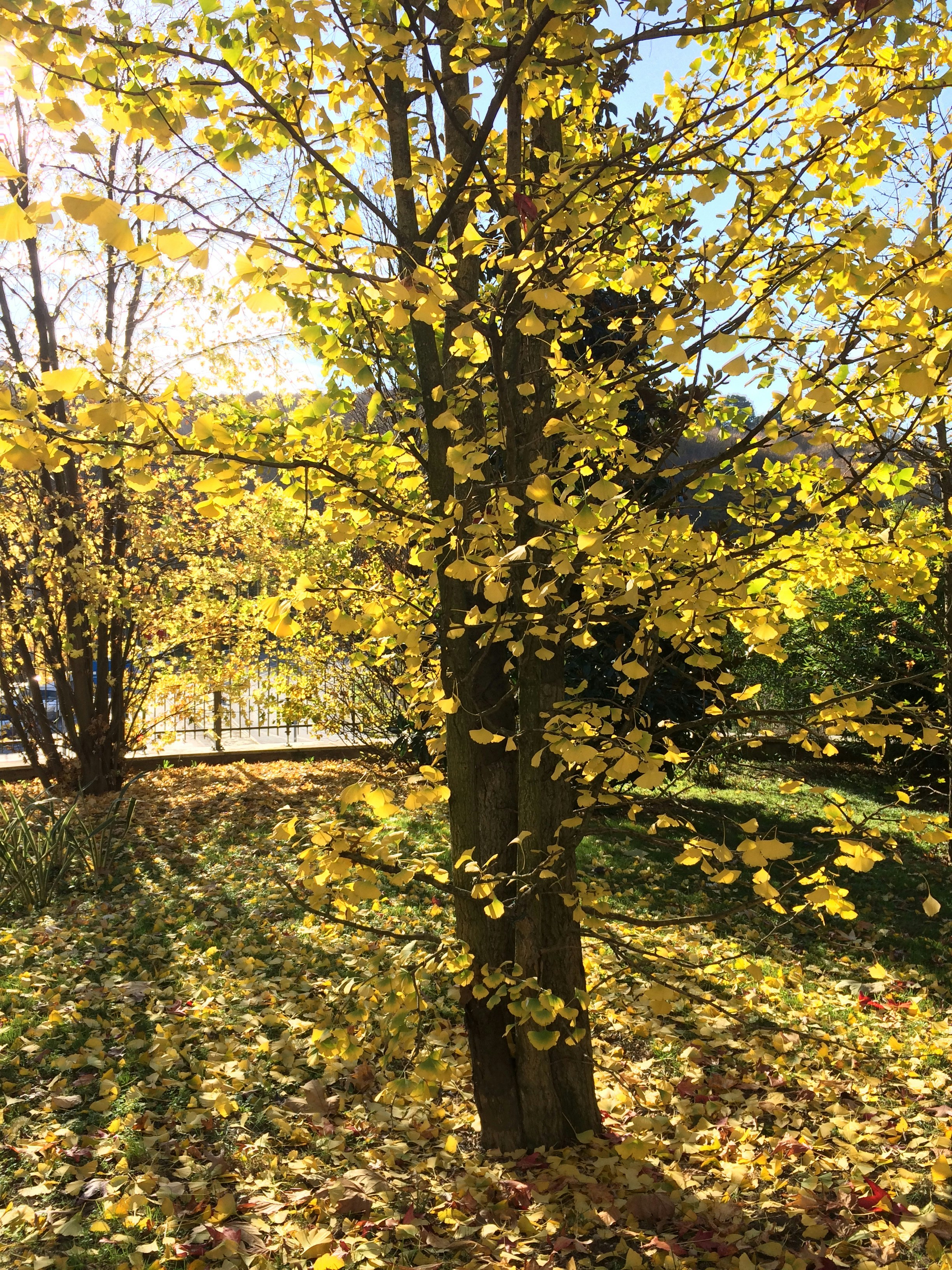 yellow leaf tree on green grass field during daytime