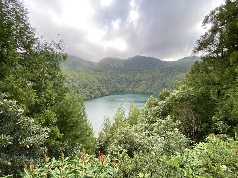 green trees near body of water during daytime