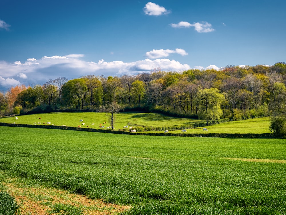 green grass field with trees under blue sky during daytime