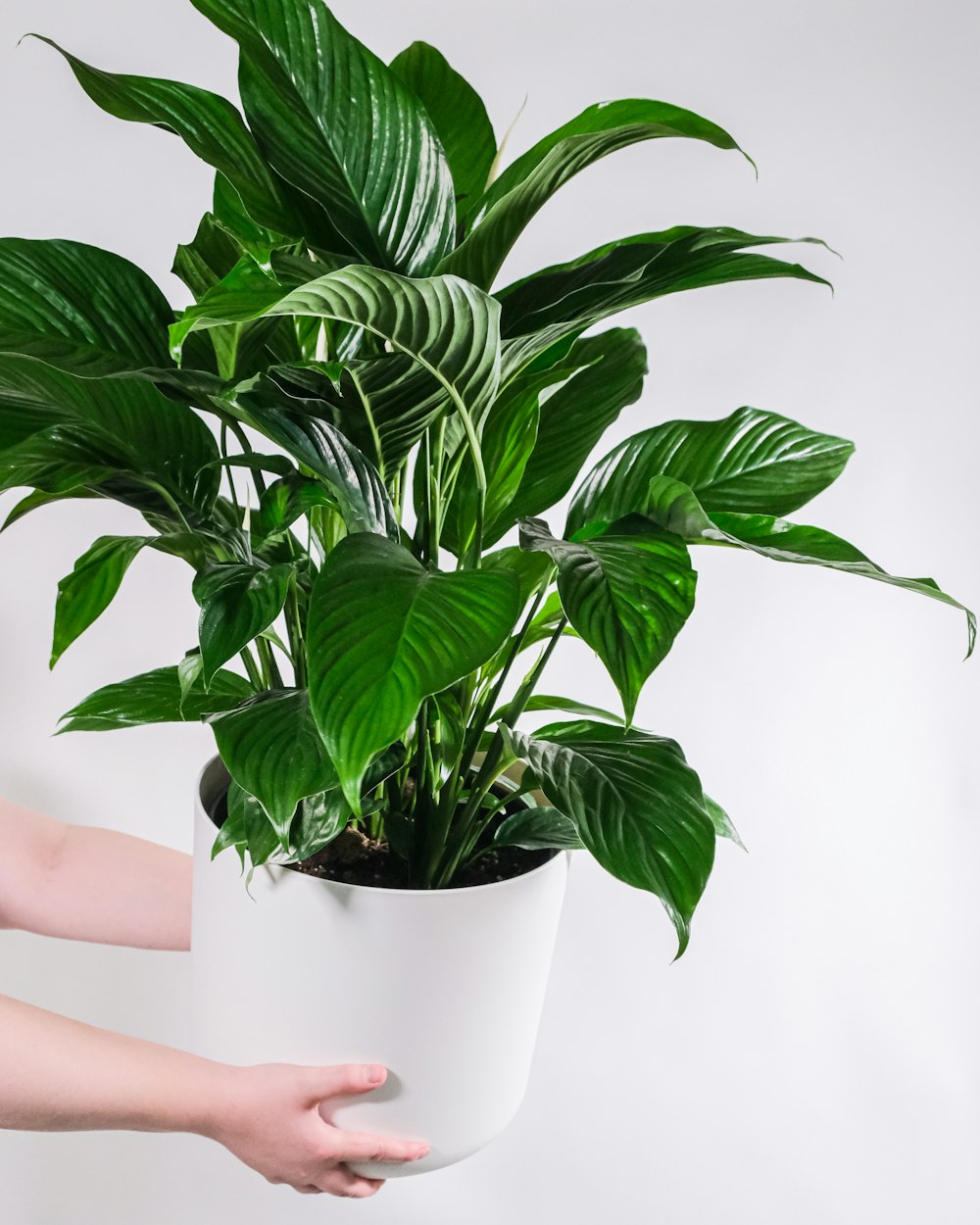 green plant on white ceramic pot