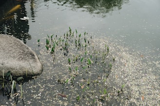 A well-maintained detention pond with clear water.
