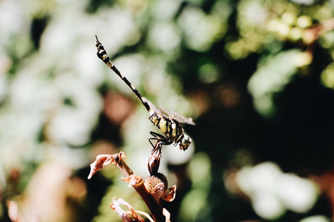 black and yellow wasp perched on pink flower in close up photography during daytime