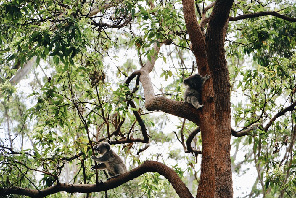 Koala grigio sul ramo marrone dell'albero durante il giorno