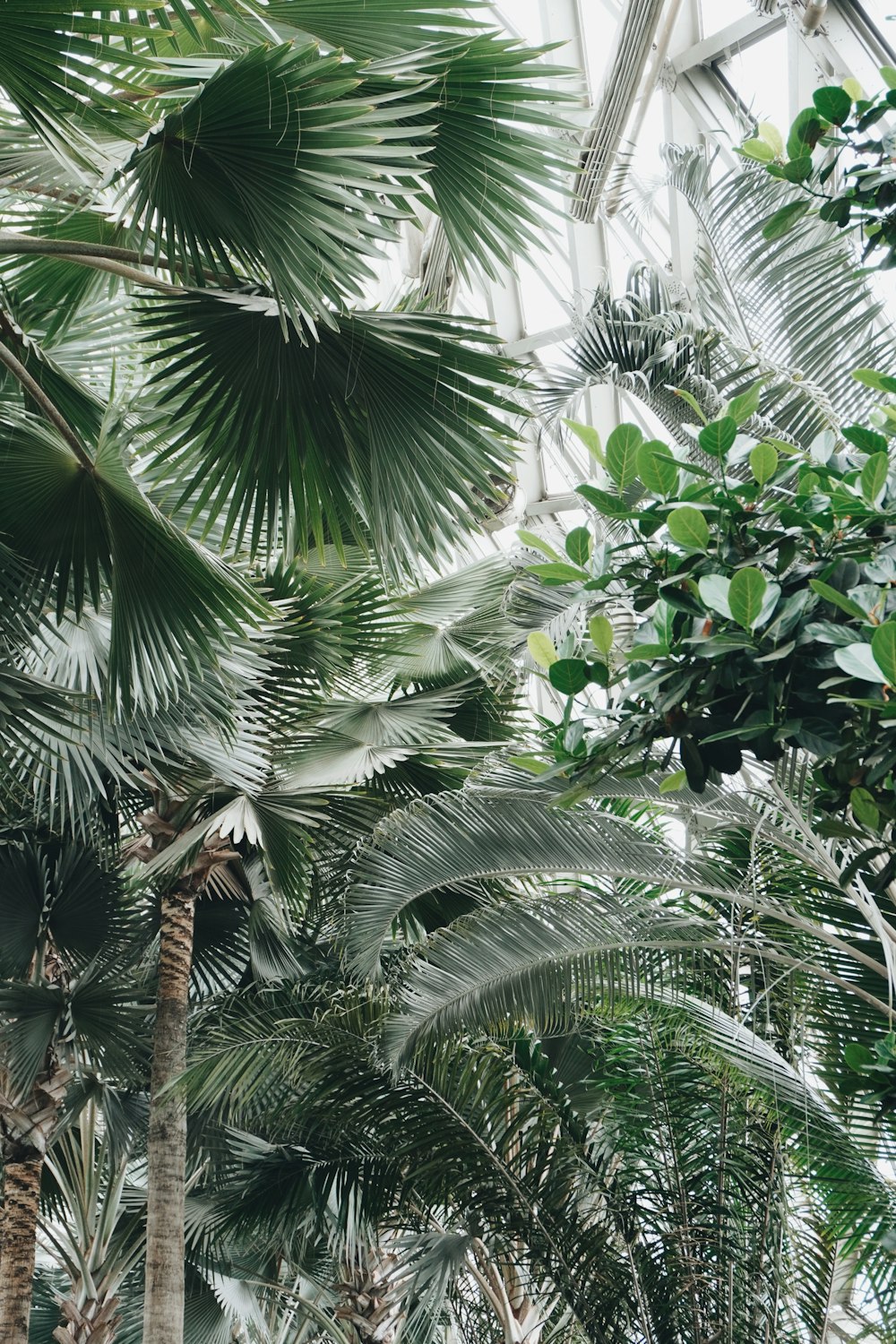 green palm tree during daytime