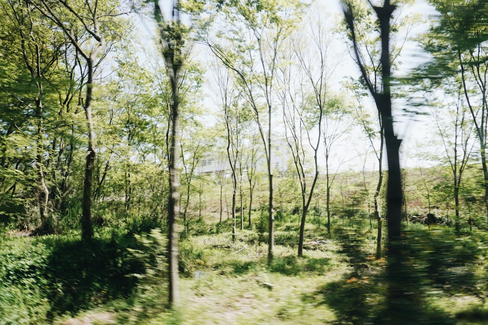 green trees on green grass field during daytime