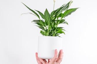 person holding white ceramic mug with green plant
