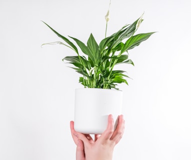 person holding white ceramic mug with green plant
