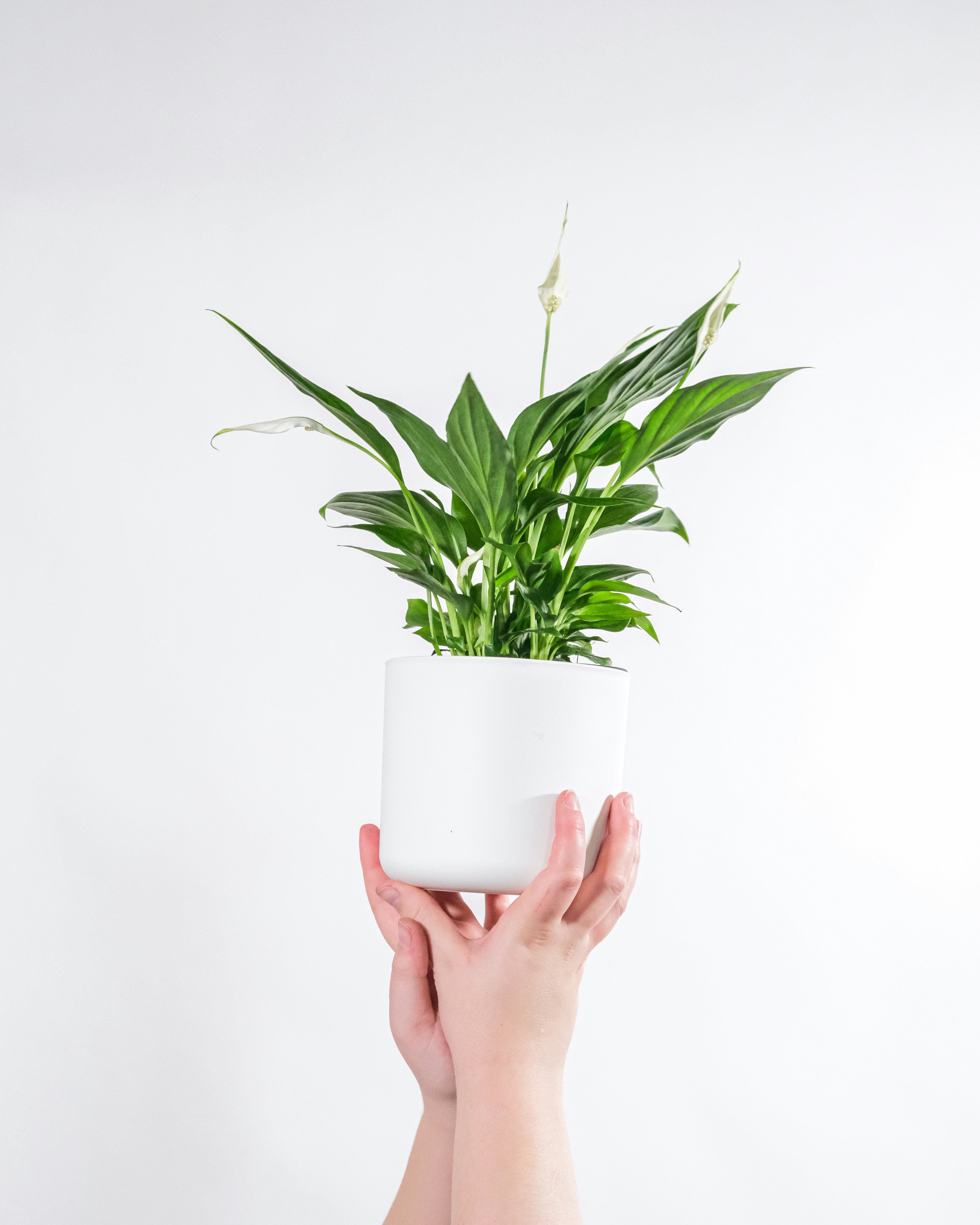 person holding white ceramic mug with green plant