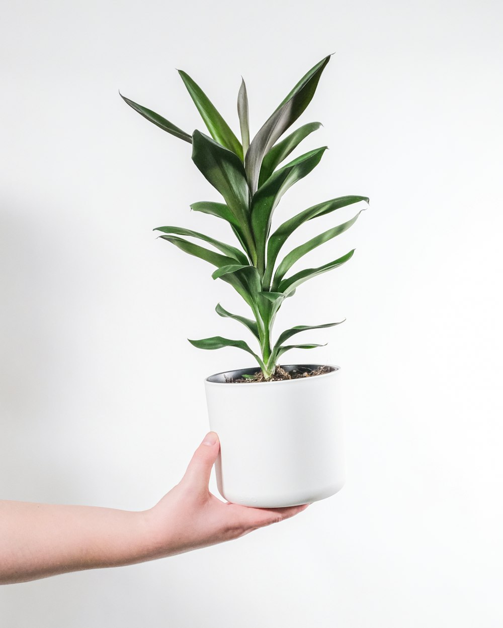 Persona sosteniendo planta verde en maceta de cerámica blanca