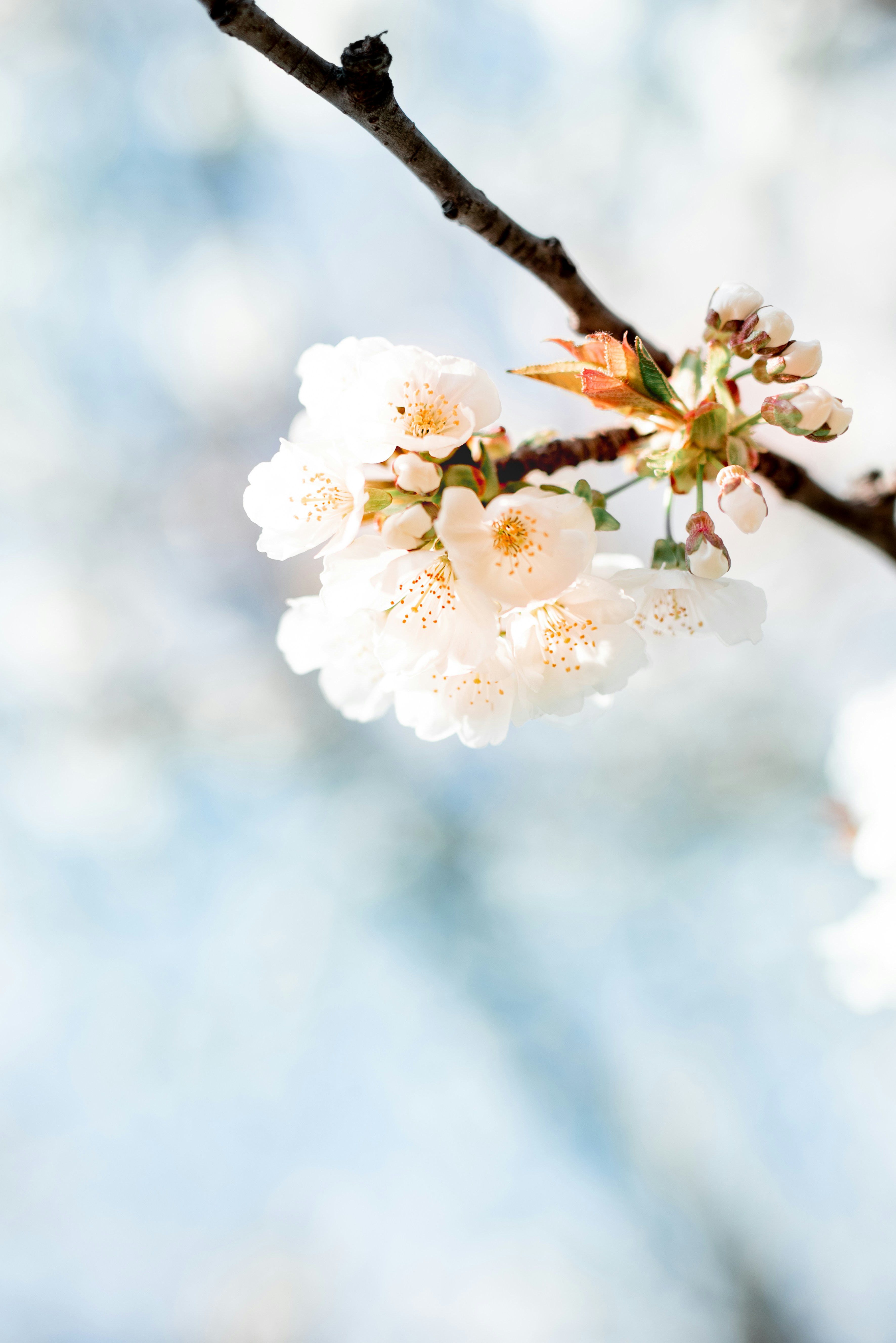 Photo by lauraadaiphoto