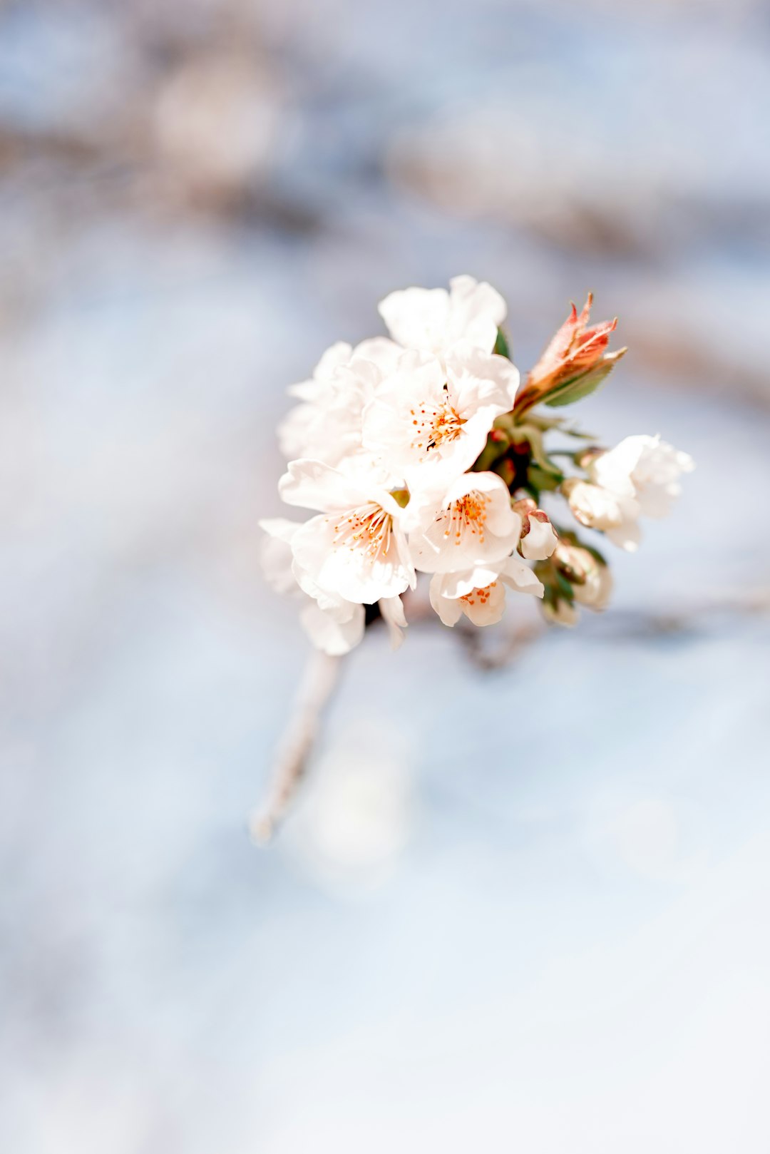 white cherry blossom in close up photography