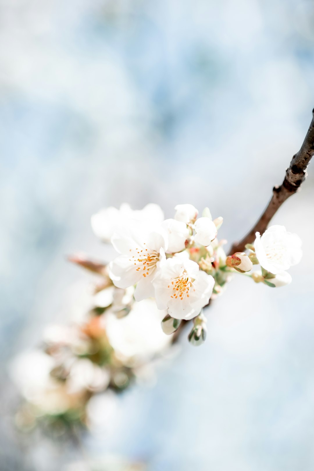 white cherry blossom in close up photography