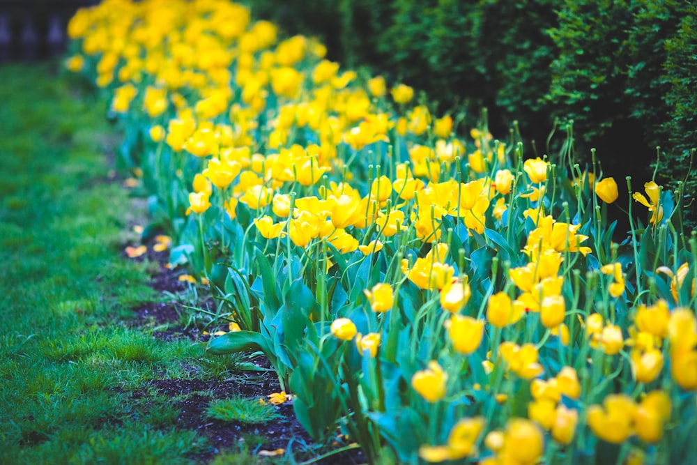 yellow daffodils field during daytime