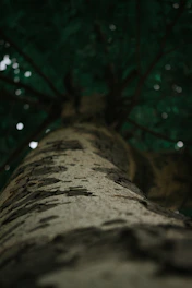 A candid shot of a tree service crew working on a large oak, captured in vertical video style.
