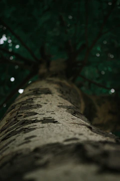A candid shot of a tree service crew working on a large oak, captured in vertical video style.