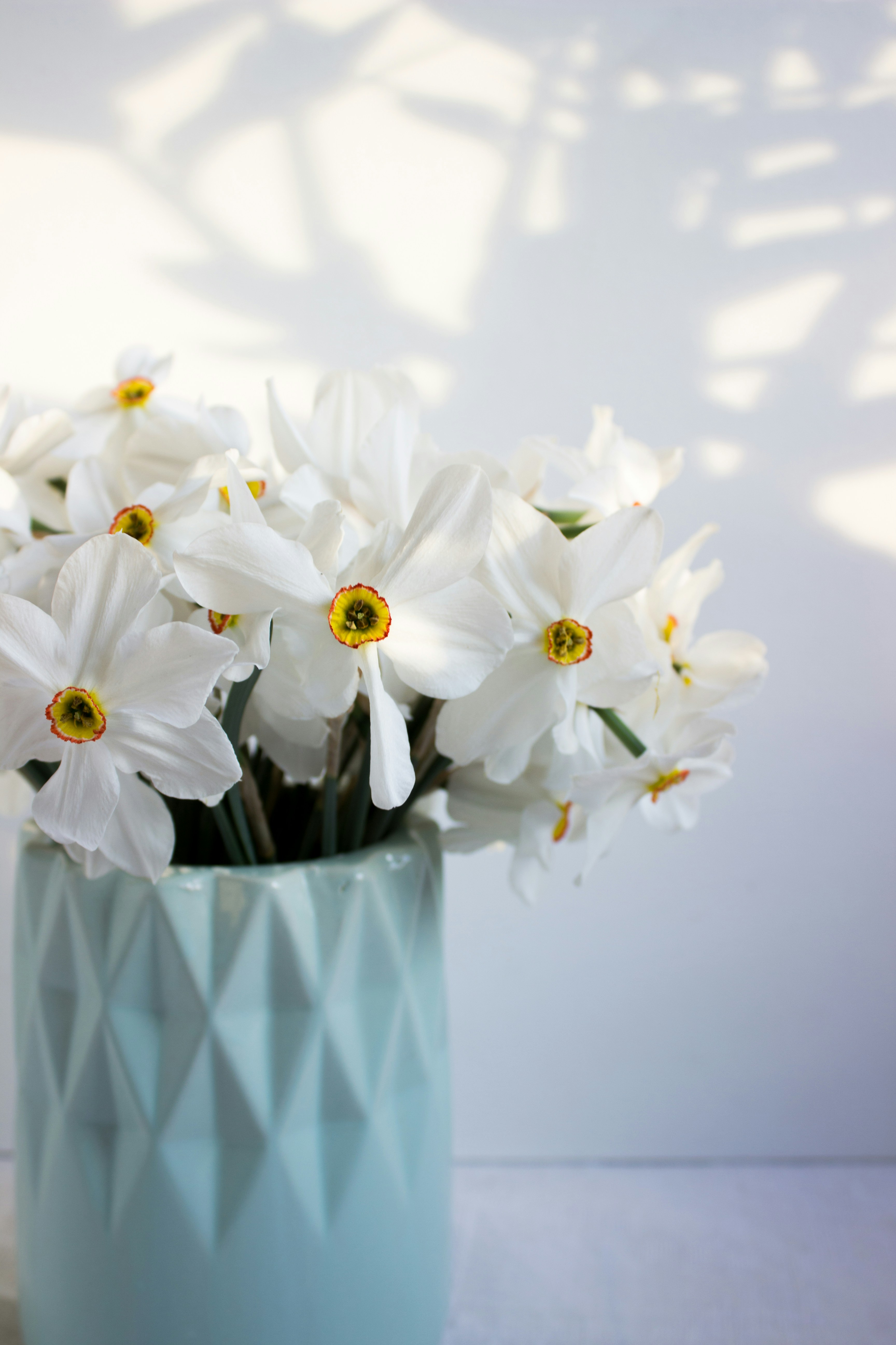 White flowers in blue and white checkered vase photo Free Flower