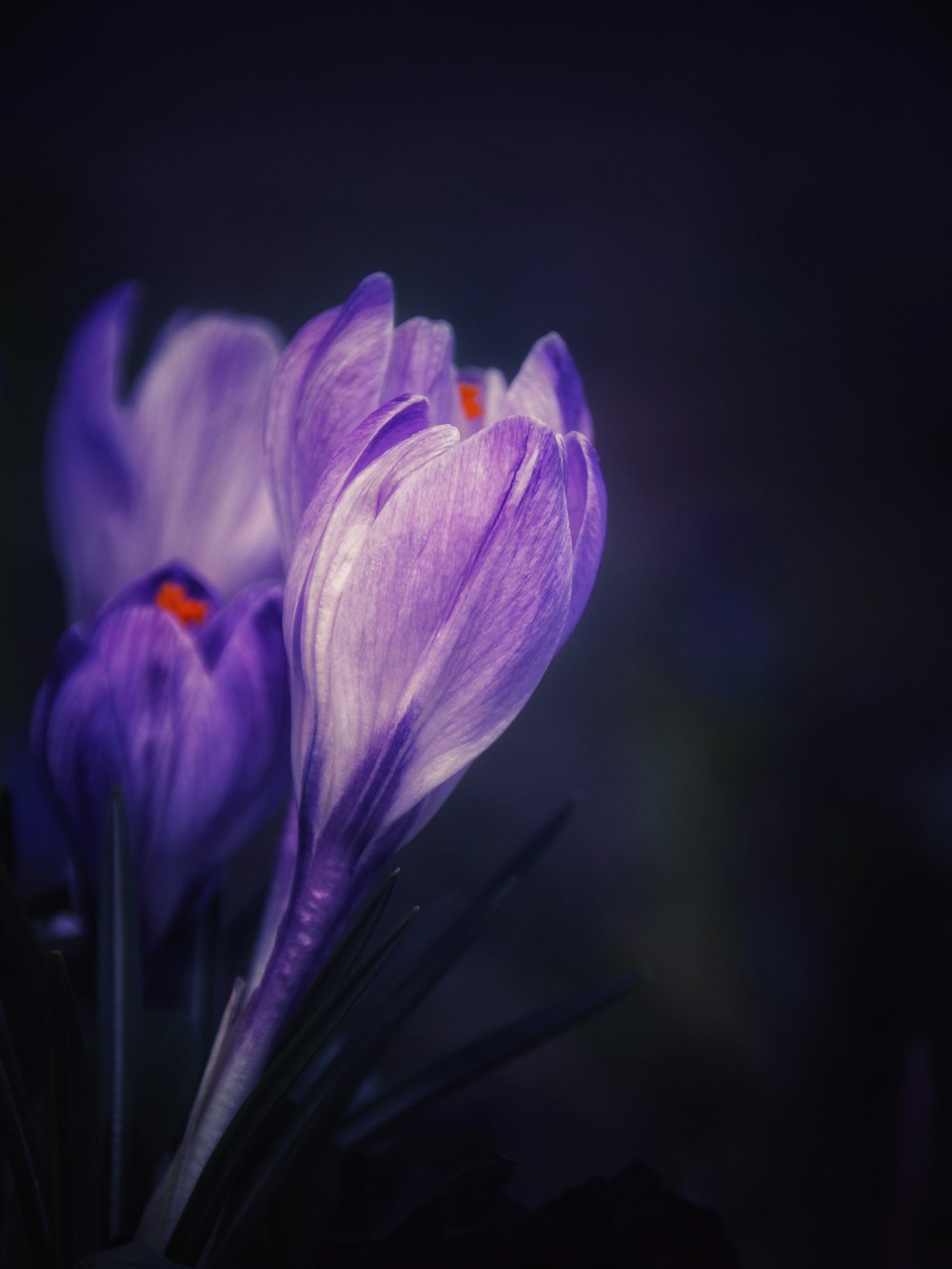 purple crocus in bloom close up photo