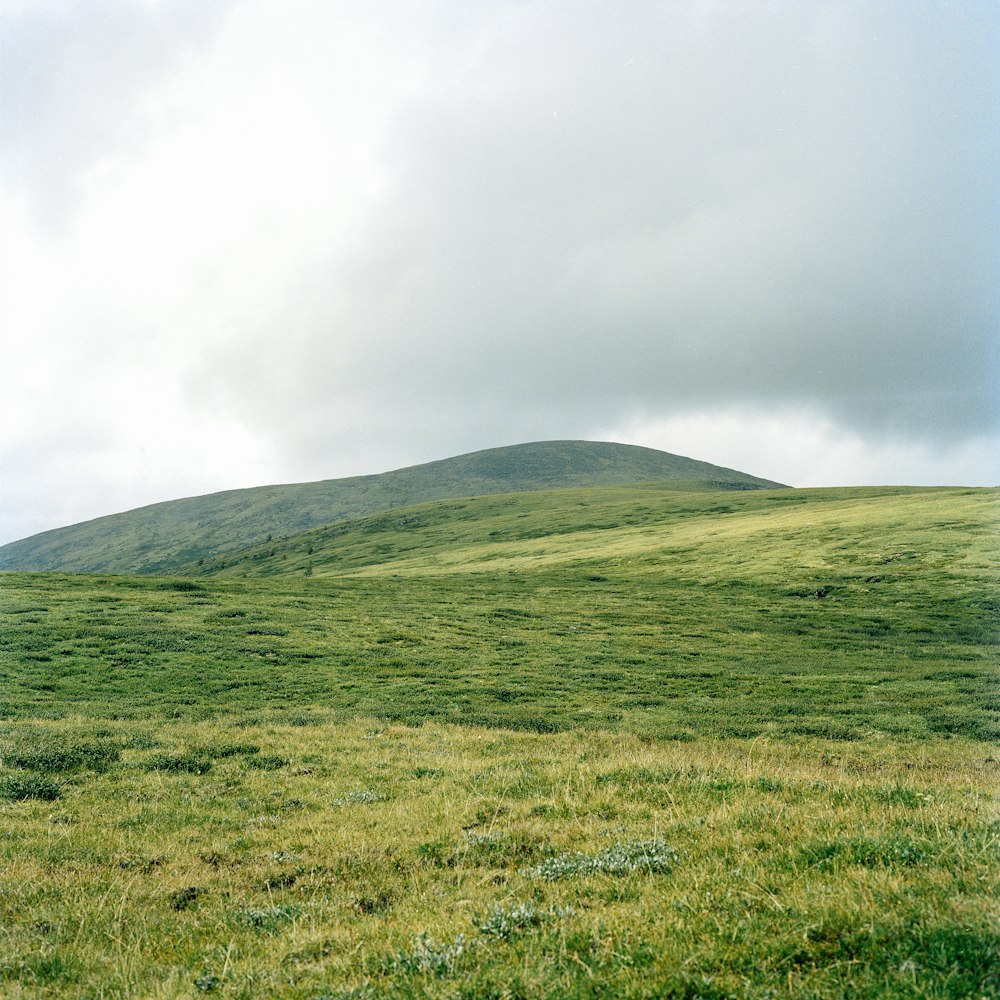 green grass field under white clouds