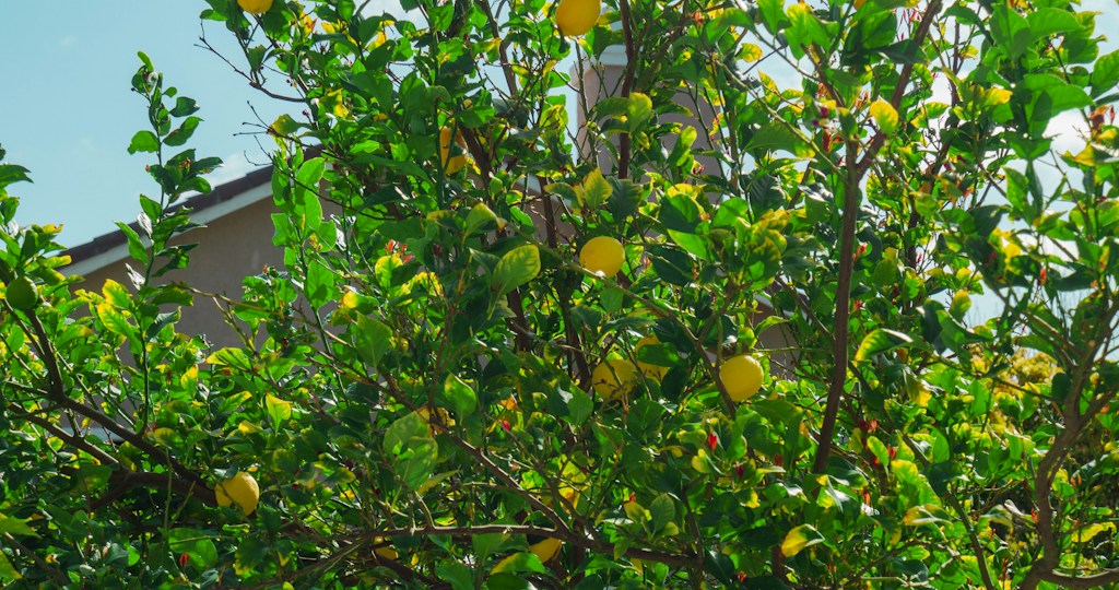 Lemon Tree Seedling