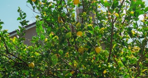 Lemon Tree Seedling