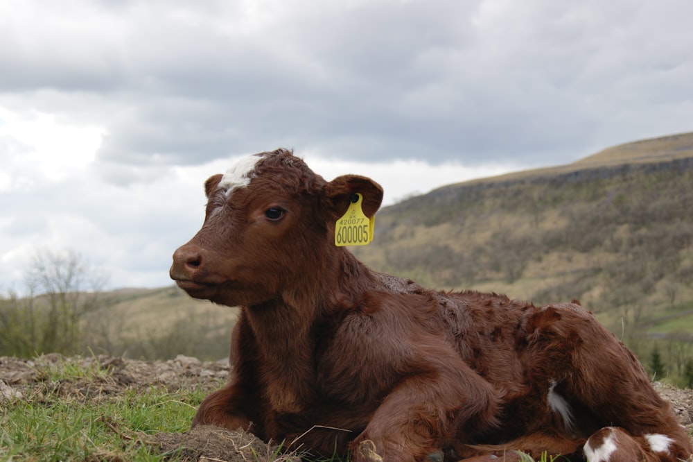 brown cow lying on green grass during daytime