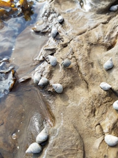 Several small gray snails are scattered on a wet, rocky surface near the edge of a body of water. The rock has a rough texture and appears to be part of a tide pool. There are patches of water and some seaweed visible in the upper left corner.