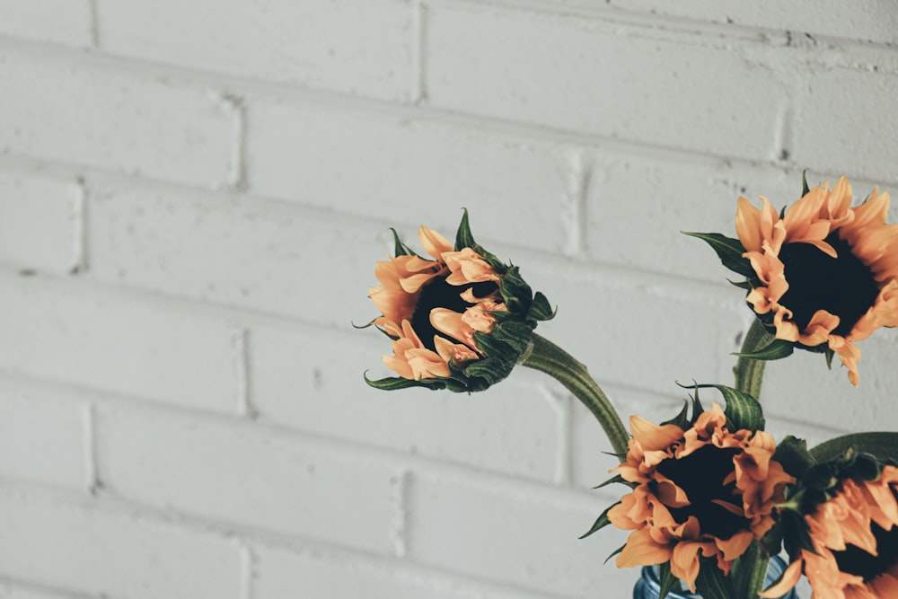 yellow flower in front of white wall