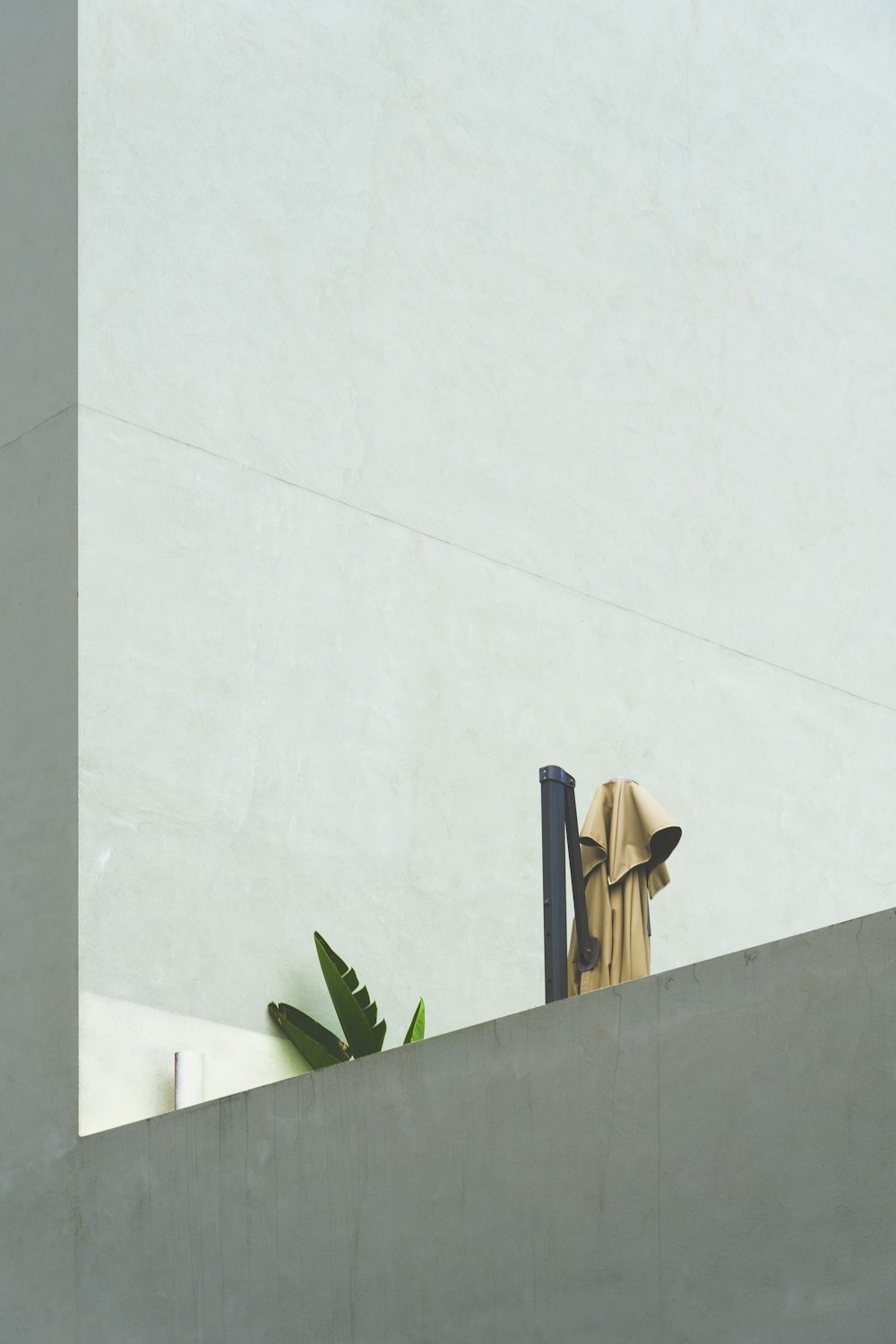 green potted plant beside white wall