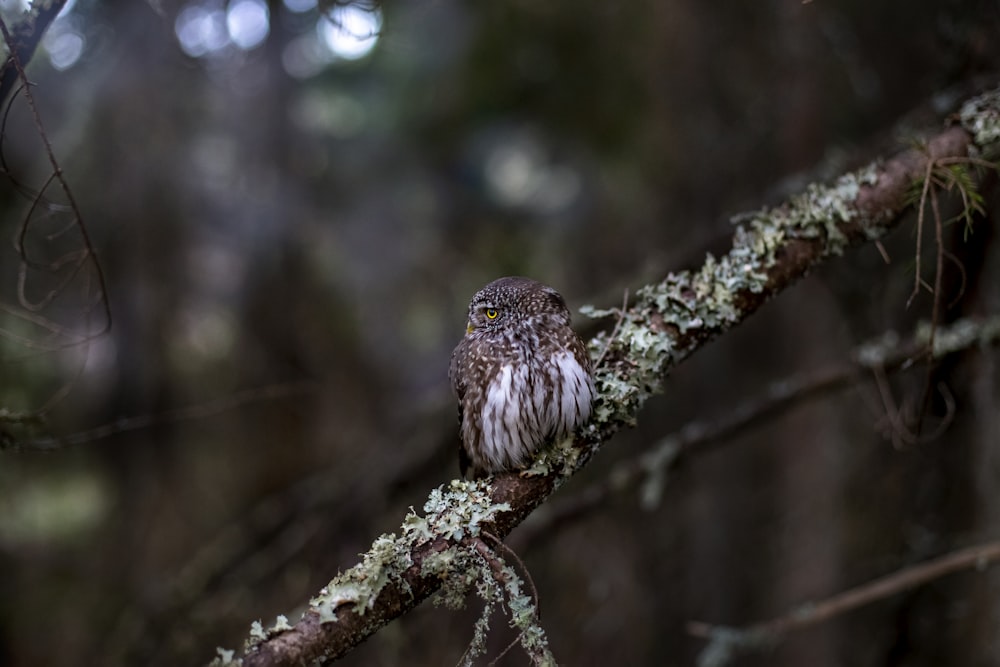 a small owl sitting on a tree branch