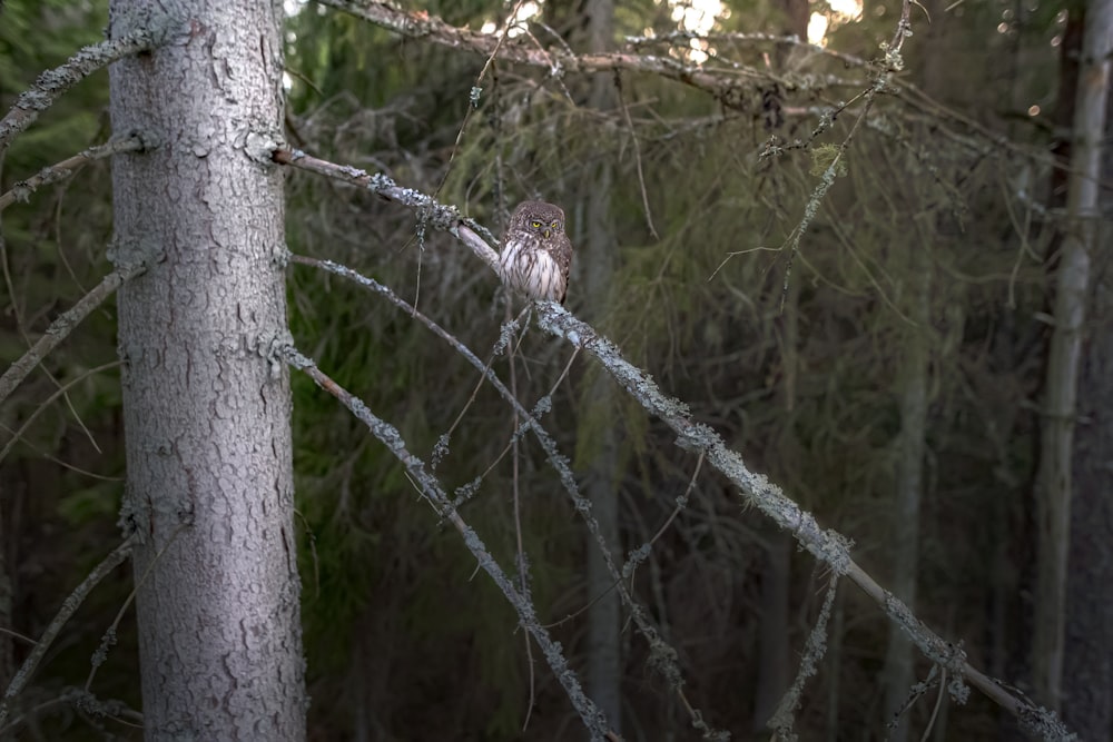 brown bird on gray tree trunk