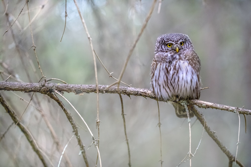 an owl sitting on a branch in a forest