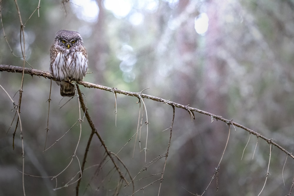 an owl sitting on a branch in a forest