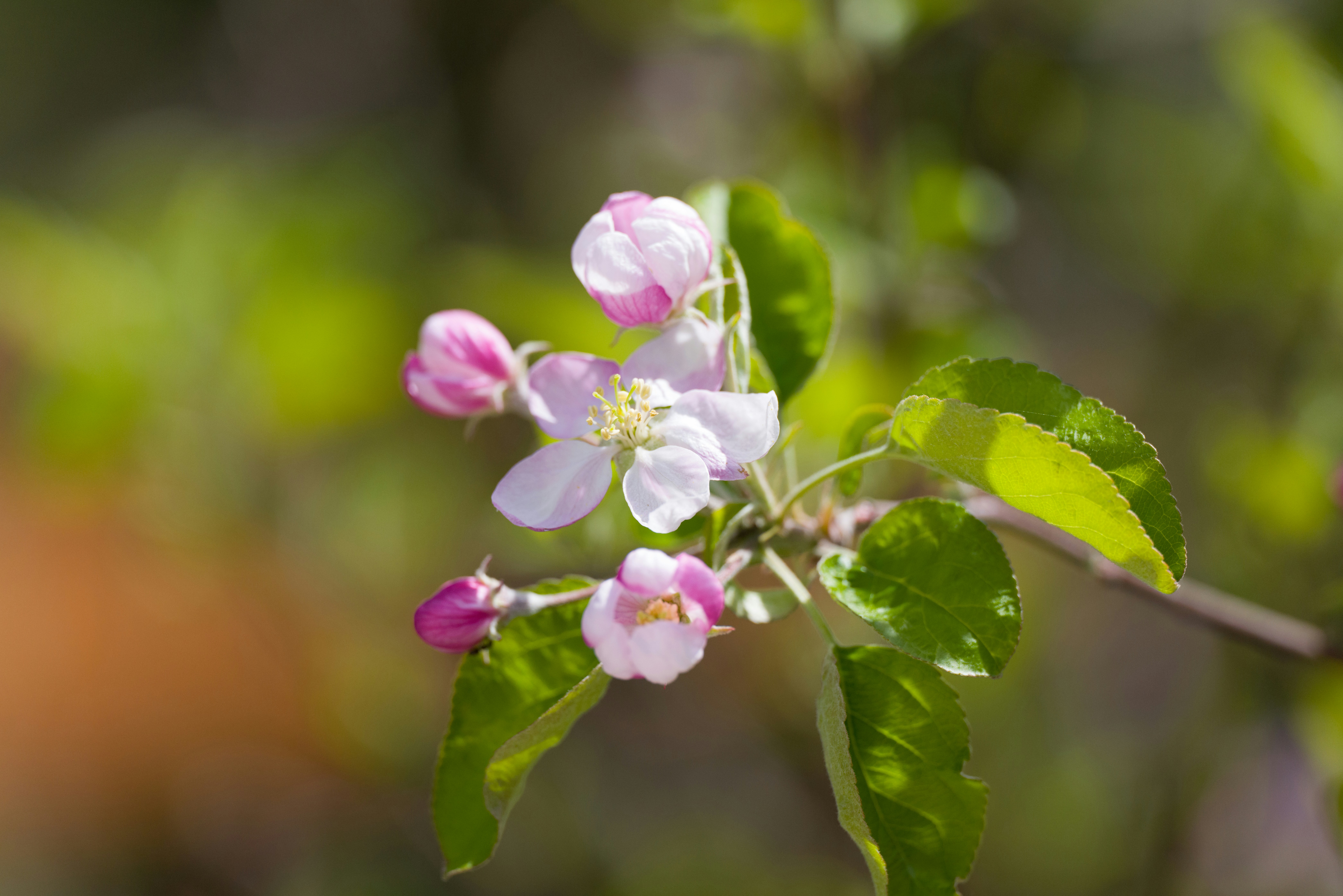 Photo by georgeiermann