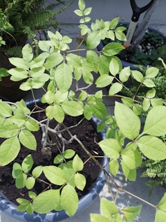 A potted plant with bright green leaves sits on a concrete surface. Surrounding the pot, there are additional plants and gardening tools, suggesting a garden or patio setting. The foliage appears healthy and vibrant.