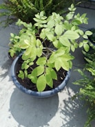 A potted plant with vibrant green leaves is placed on a concrete surface. The plant is healthy, with several branches extending outward, and the pot is filled with dark soil. Surrounding the main plant are other potted plants, including ferns, adding a lush and natural ambiance.