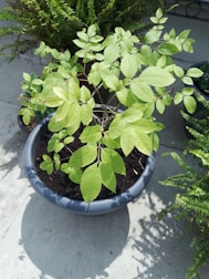 A potted plant with vibrant green leaves is placed on a concrete surface. The plant is healthy, with several branches extending outward, and the pot is filled with dark soil. Surrounding the main plant are other potted plants, including ferns, adding a lush and natural ambiance.