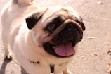 A happy pug playing in a sunny backyard with a colorful toy.