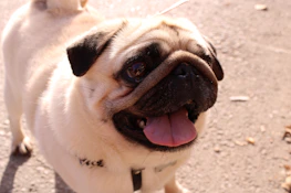 A happy pug family playing together in a sunny backyard.