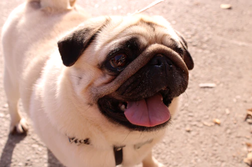 A happy pug playing in a sunny backyard with a colorful toy.