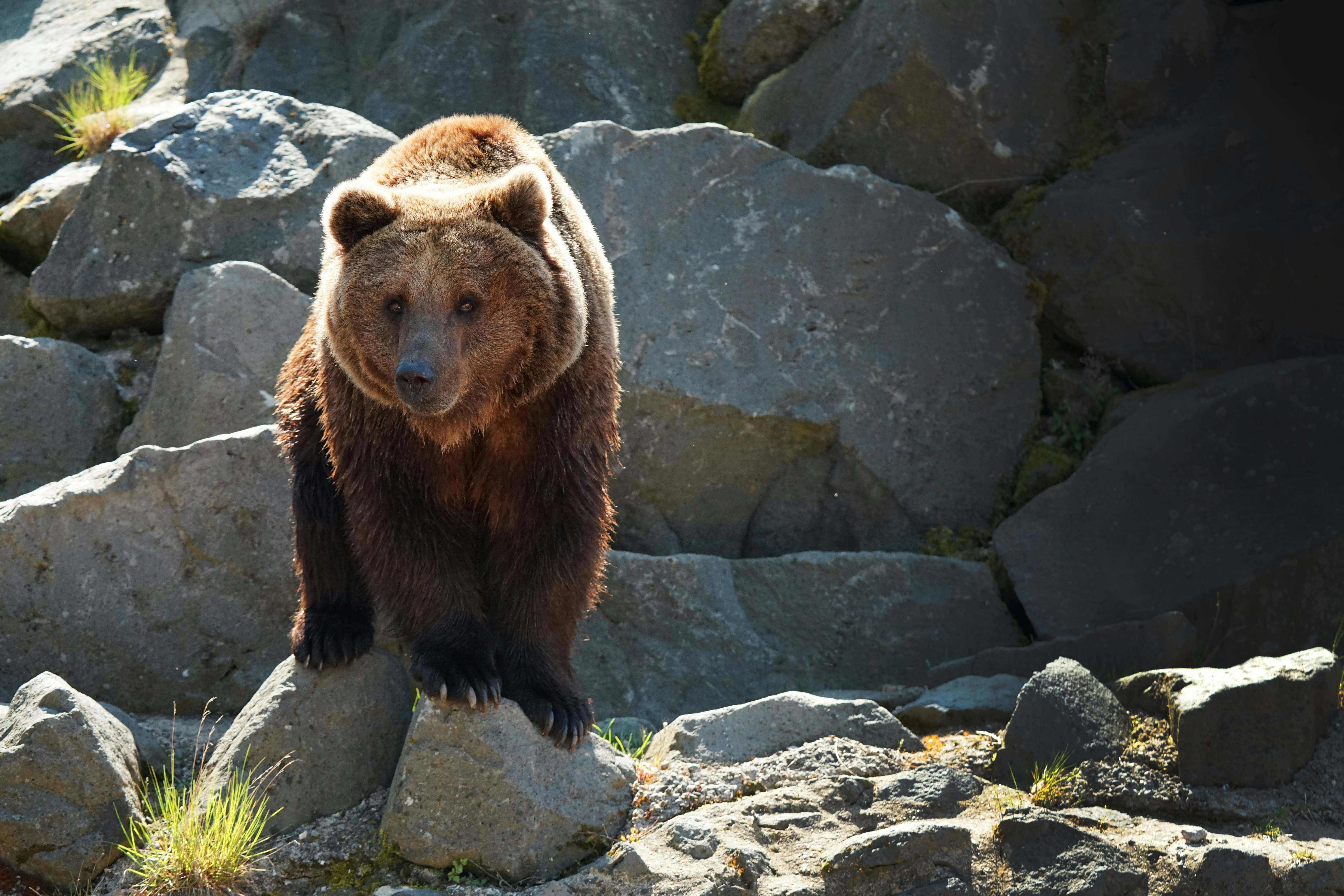 A Measured View On Grizzlies, From The Ground
