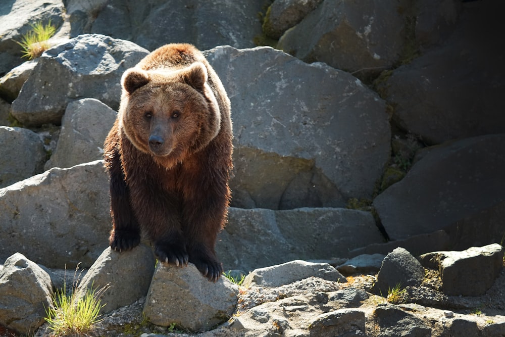 brown bear on gray rock