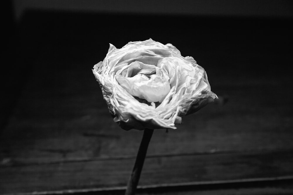 white rose on wooden surface