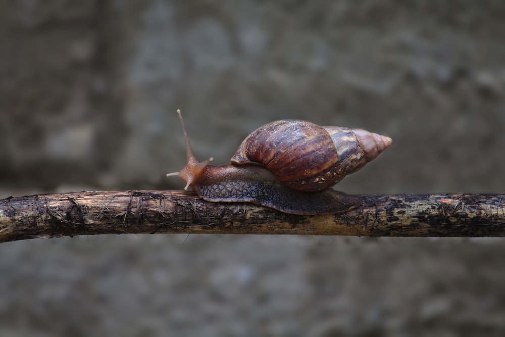 brown snail on brown wooden stick