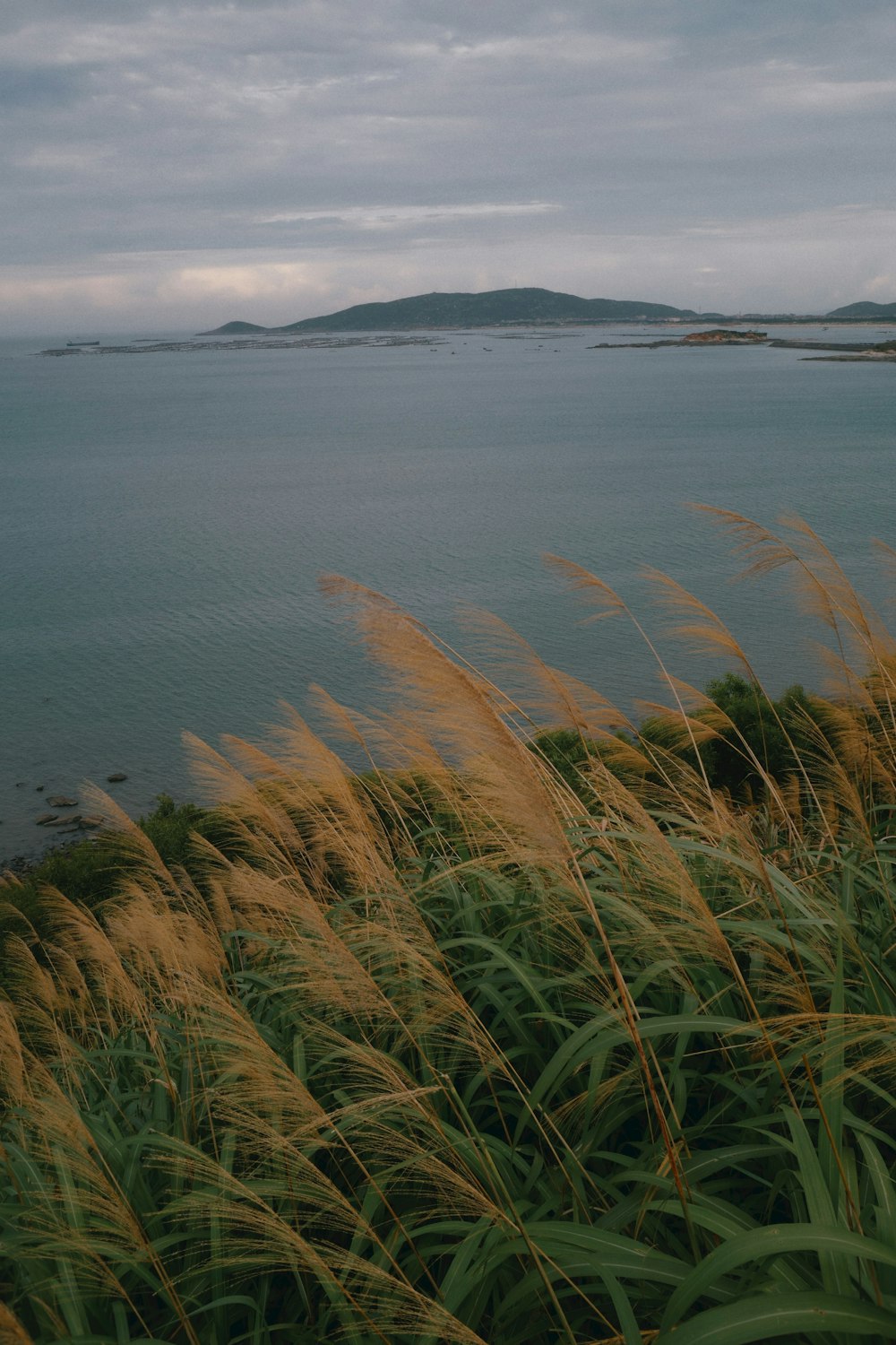 green and brown grass near body of water during daytime